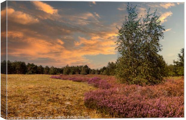 the nature reserve Maasduinen with single tree Canvas Print by Chris Willemsen