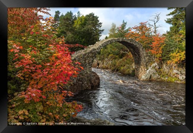 Carrbridge  in Autumn Cairngorms NP  Scotland Framed Print by Barbara Jones