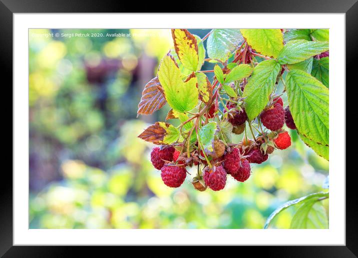 A branch with ripe raspberries in the autumn garden, close-up. Framed Mounted Print by Sergii Petruk