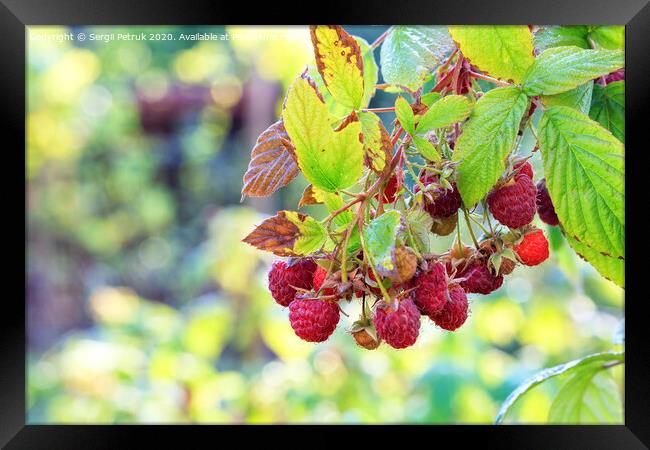 A branch with ripe raspberries in the autumn garden, close-up. Framed Print by Sergii Petruk