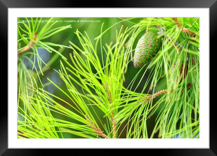 Young spruce cone on a lush coniferous tree branch, close-up. Framed Mounted Print by Sergii Petruk