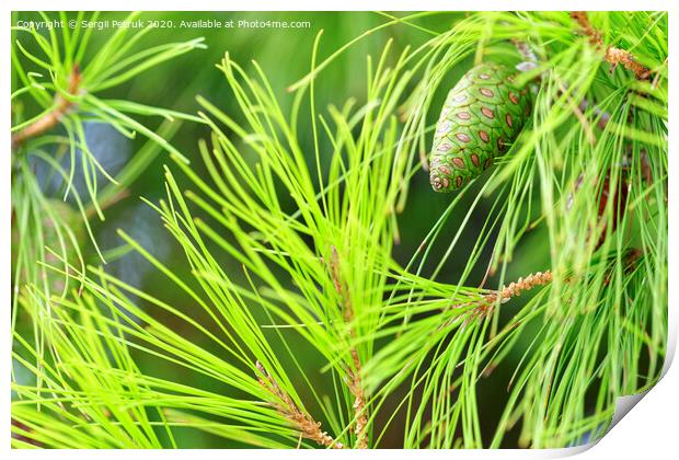 Young spruce cone on a lush coniferous tree branch, close-up. Print by Sergii Petruk