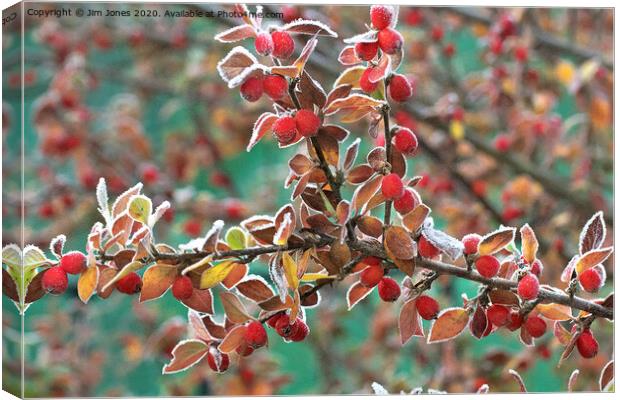 Frosted Red Berries Canvas Print by Jim Jones