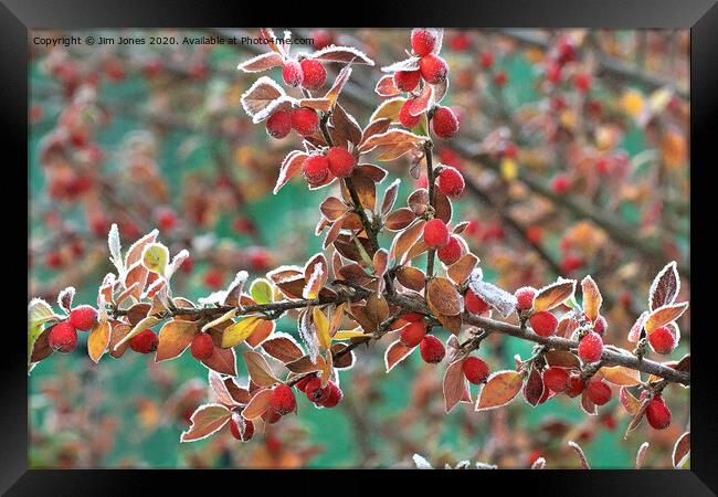Frosted Red Berries Framed Print by Jim Jones