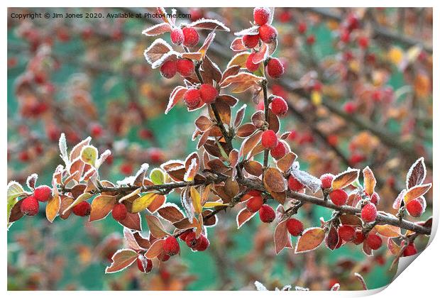 Frosted Red Berries Print by Jim Jones