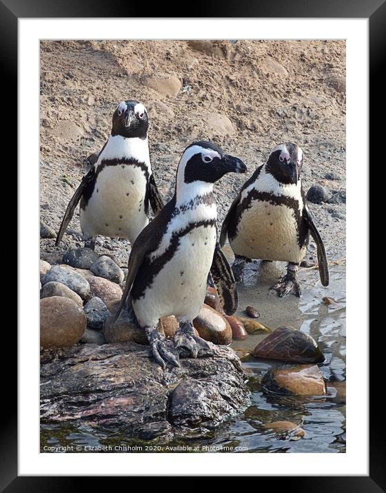 A trio of Humboldt Penguins Framed Mounted Print by Elizabeth Chisholm