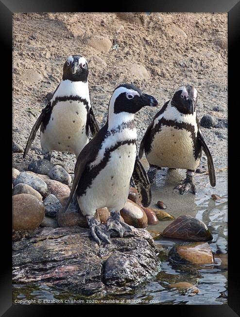 A trio of Humboldt Penguins Framed Print by Elizabeth Chisholm