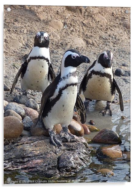 A trio of Humboldt Penguins Acrylic by Elizabeth Chisholm