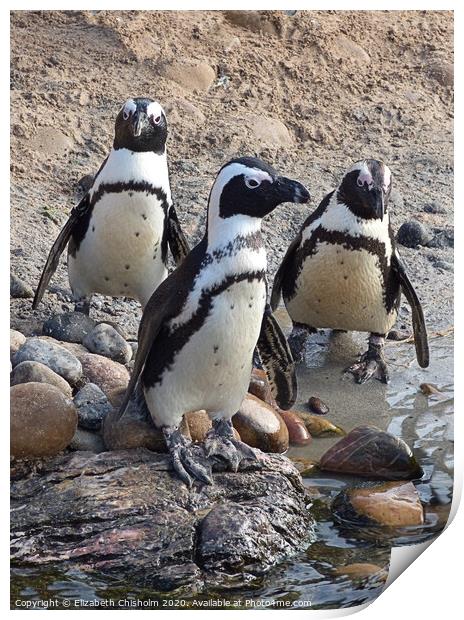 A trio of Humboldt Penguins Print by Elizabeth Chisholm