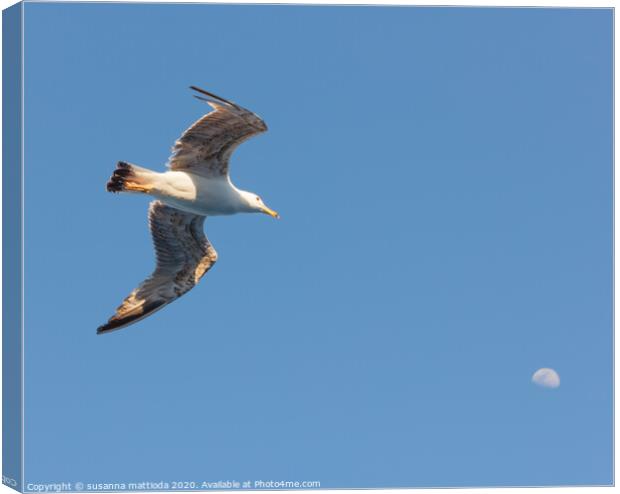 a seagull  in flight seems to hit the moon Canvas Print by susanna mattioda