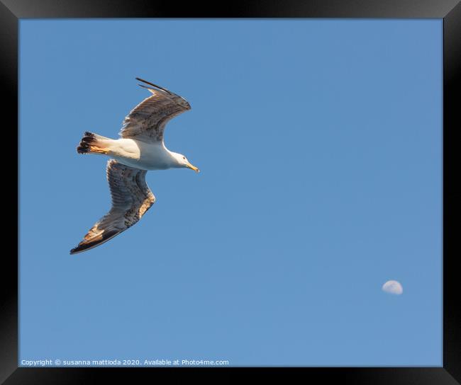a seagull  in flight seems to hit the moon Framed Print by susanna mattioda