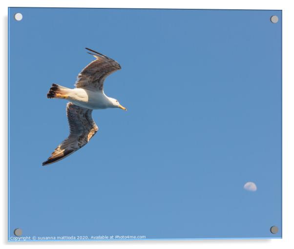 a seagull  in flight seems to hit the moon Acrylic by susanna mattioda