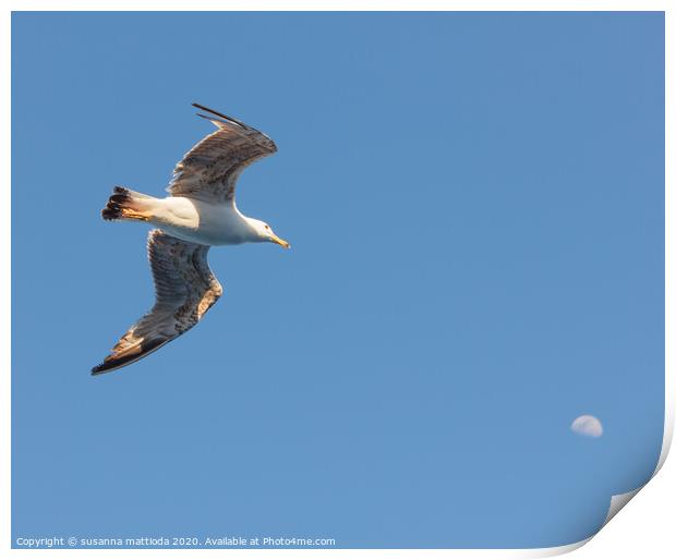 a seagull  in flight seems to hit the moon Print by susanna mattioda
