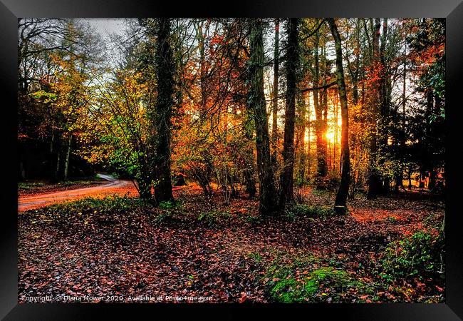 Forest of Dean Autumn Sunset Framed Print by Diana Mower