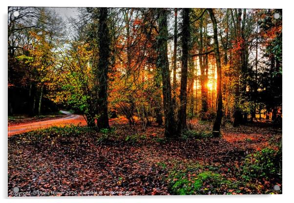 Forest of Dean Autumn Sunset Acrylic by Diana Mower