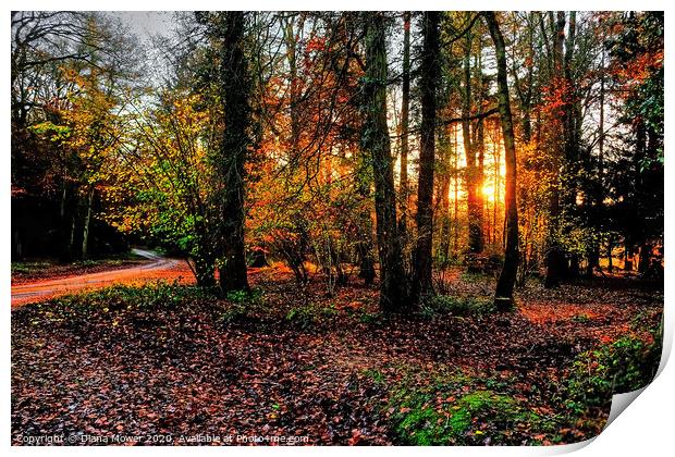 Forest of Dean Autumn Sunset Print by Diana Mower