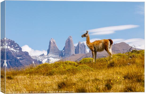 Guanaco standing in front of the Torres del Paine  Canvas Print by Graham Prentice