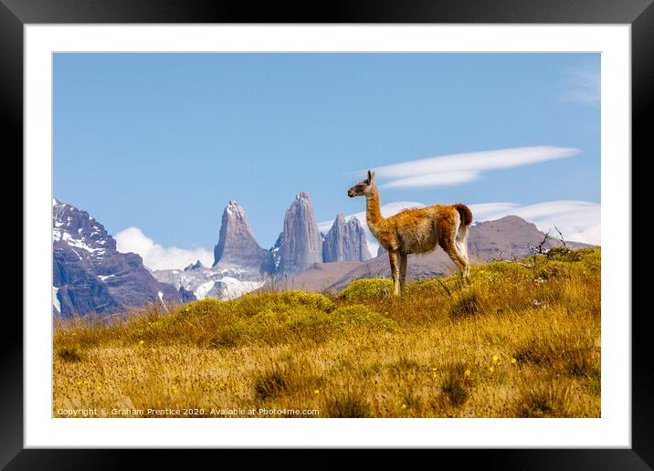 Guanaco standing in front of the Torres del Paine  Framed Mounted Print by Graham Prentice