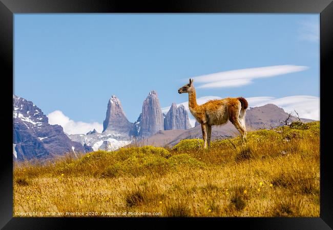 Guanaco standing in front of the Torres del Paine  Framed Print by Graham Prentice