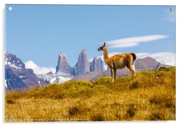 Guanaco standing in front of the Torres del Paine  Acrylic by Graham Prentice