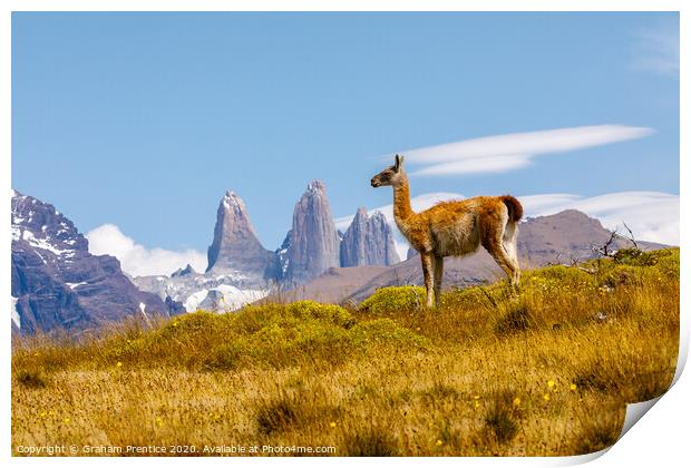 Guanaco standing in front of the Torres del Paine  Print by Graham Prentice
