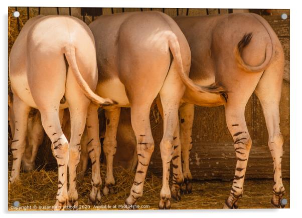  the African Somali donkeys Acrylic by susanna mattioda