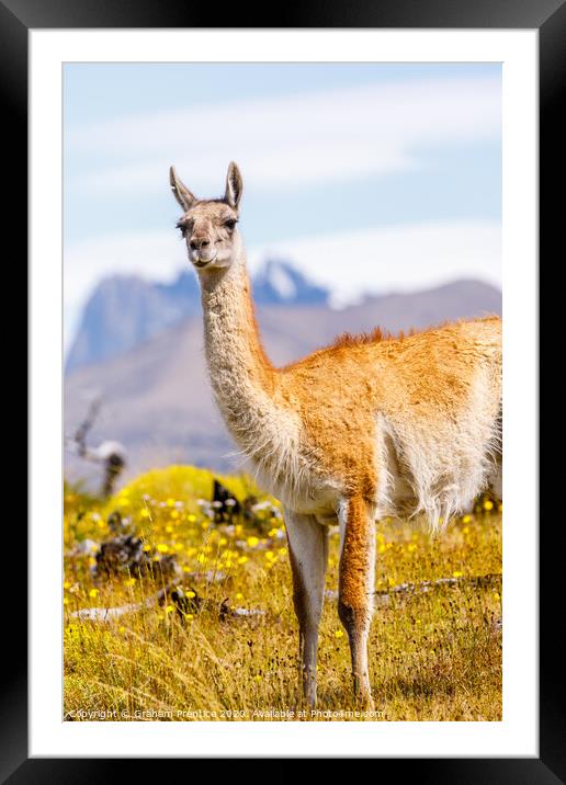 Guanaco in the Torres del Paine National Park Framed Mounted Print by Graham Prentice