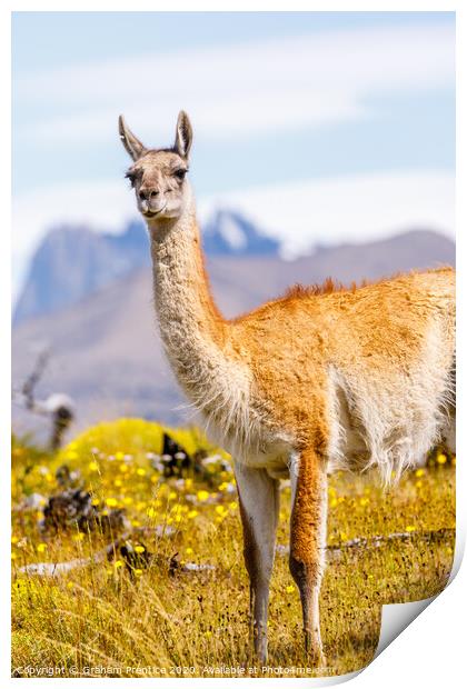 Guanaco in the Torres del Paine National Park Print by Graham Prentice