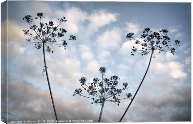 Cow parsley and mackerel sky Canvas Print by Robert Thrift