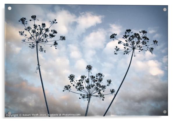 Cow parsley and mackerel sky Acrylic by Robert Thrift