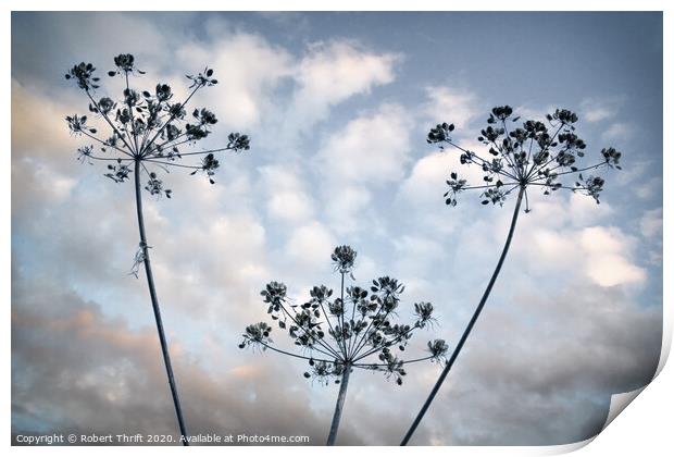 Cow parsley and mackerel sky Print by Robert Thrift