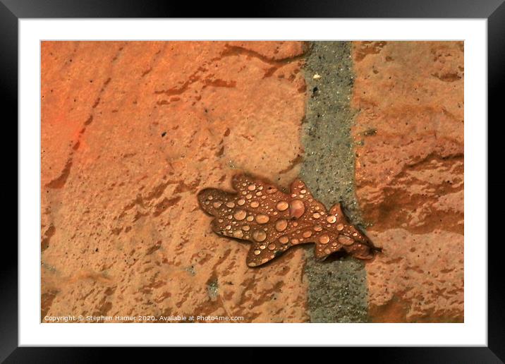 Fallen Oak Leaf Framed Mounted Print by Stephen Hamer