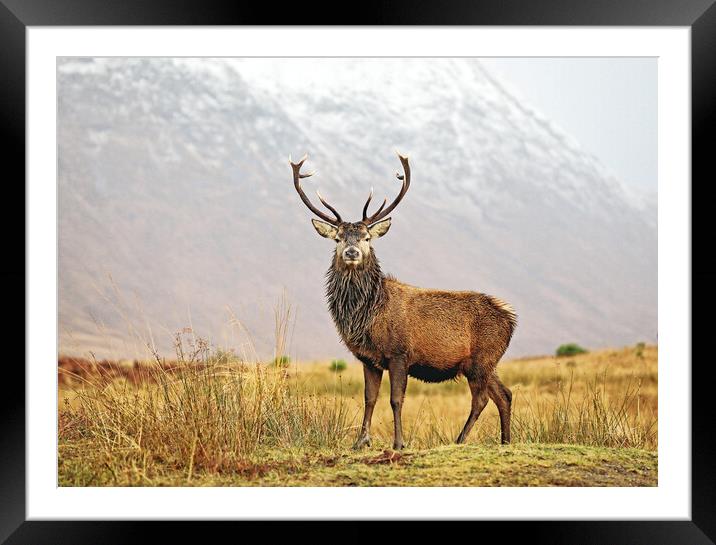 Scottish Red Deer Stag Glencoe Framed Mounted Print by Grant Glendinning