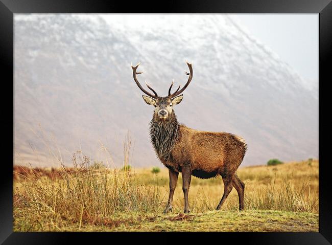 Scottish Red Deer Stag Glencoe Framed Print by Grant Glendinning
