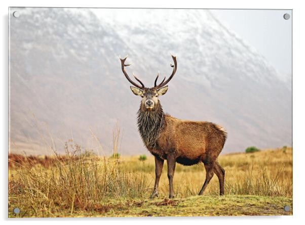 Scottish Red Deer Stag Glencoe Acrylic by Grant Glendinning