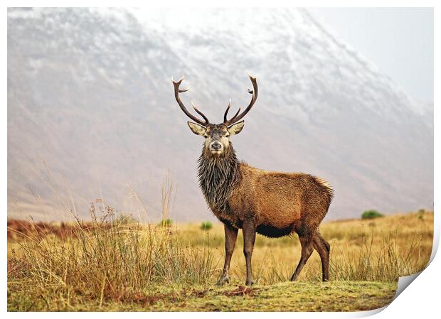 Scottish Red Deer Stag Glencoe Print by Grant Glendinning
