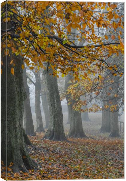 Misty autumn morning.  Canvas Print by Ros Crosland