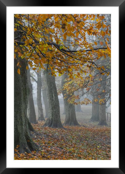 Misty autumn morning.  Framed Mounted Print by Ros Crosland