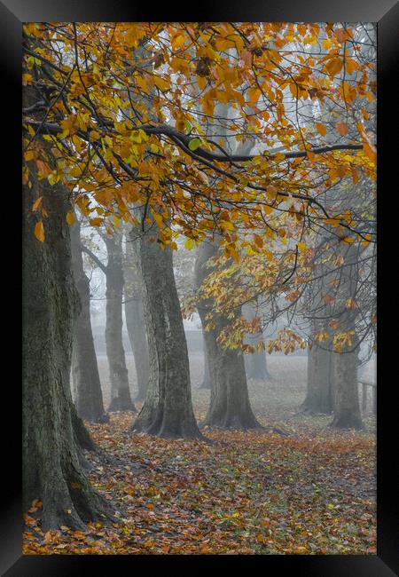 Misty autumn morning.  Framed Print by Ros Crosland
