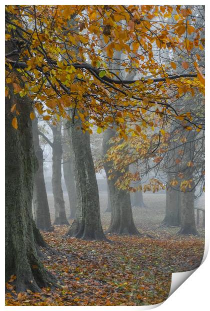 Misty autumn morning.  Print by Ros Crosland