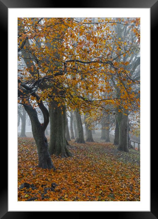 Autumn trees in the mist.  Framed Mounted Print by Ros Crosland
