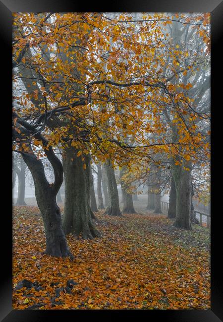 Autumn trees in the mist.  Framed Print by Ros Crosland