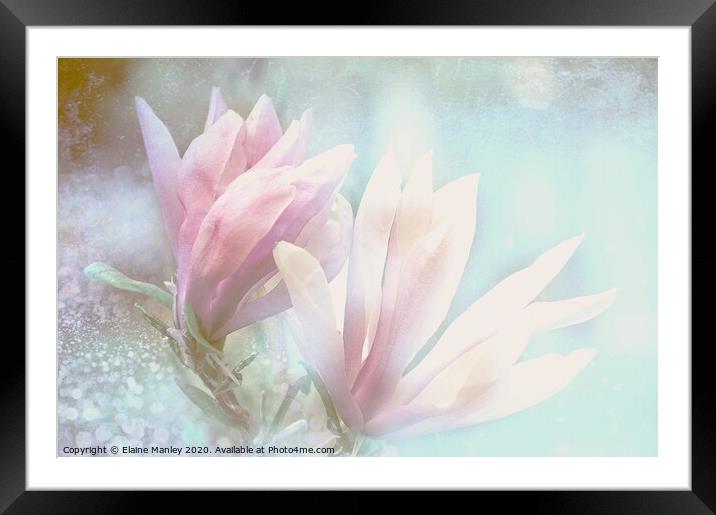  Spring Magnolia Petals Framed Mounted Print by Elaine Manley