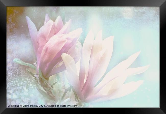  Spring Magnolia Petals Framed Print by Elaine Manley