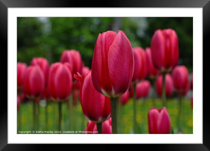  Spring Red Tulips Framed Mounted Print by Elaine Manley