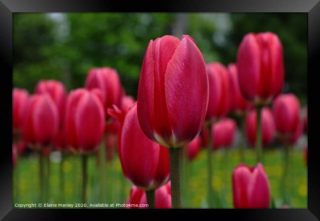  Spring Red Tulips Framed Print by Elaine Manley