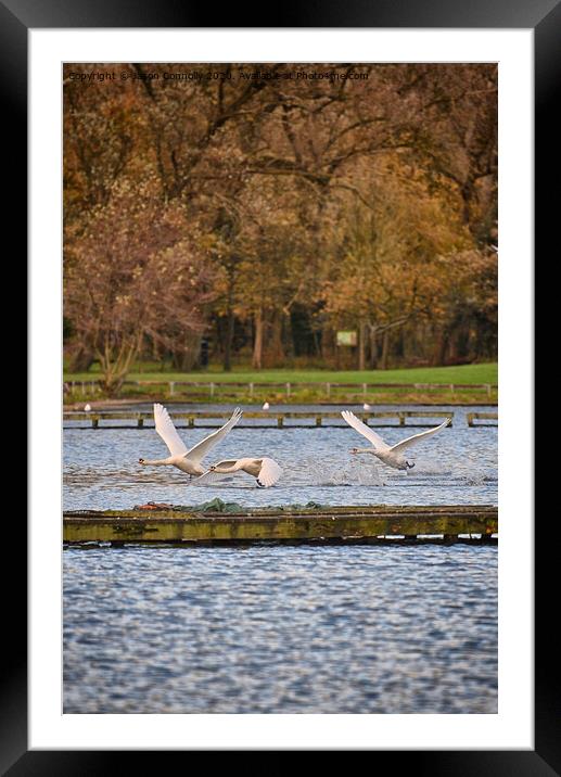 Swans At Stanley Park Framed Mounted Print by Jason Connolly