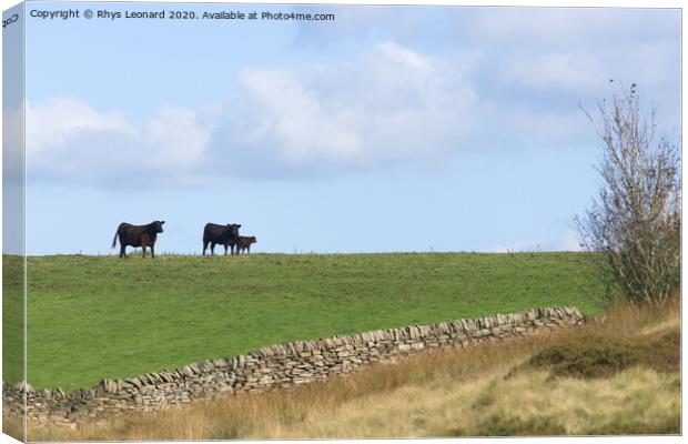 Loving family of 3 cattle stand on the horizon of a luscious field Canvas Print by Rhys Leonard