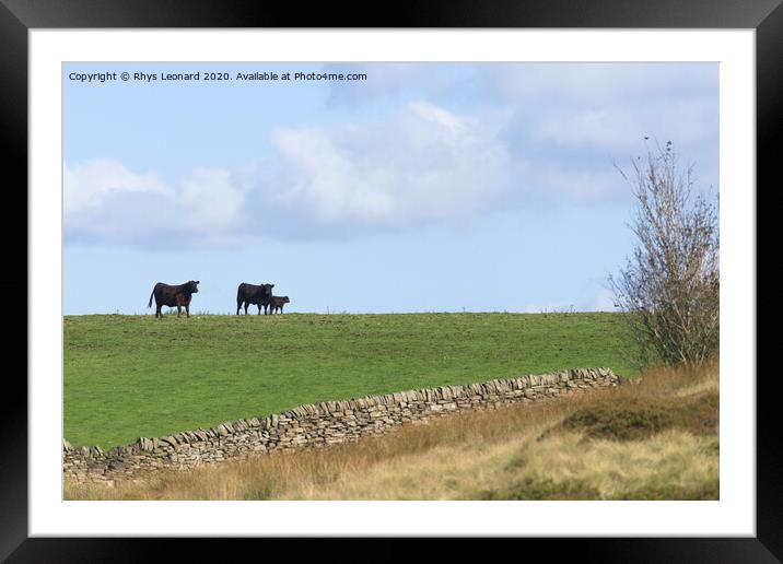 Loving family of 3 cattle stand on the horizon of a luscious field Framed Mounted Print by Rhys Leonard
