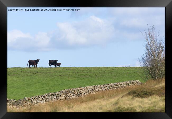 Loving family of 3 cattle stand on the horizon of a luscious field Framed Print by Rhys Leonard